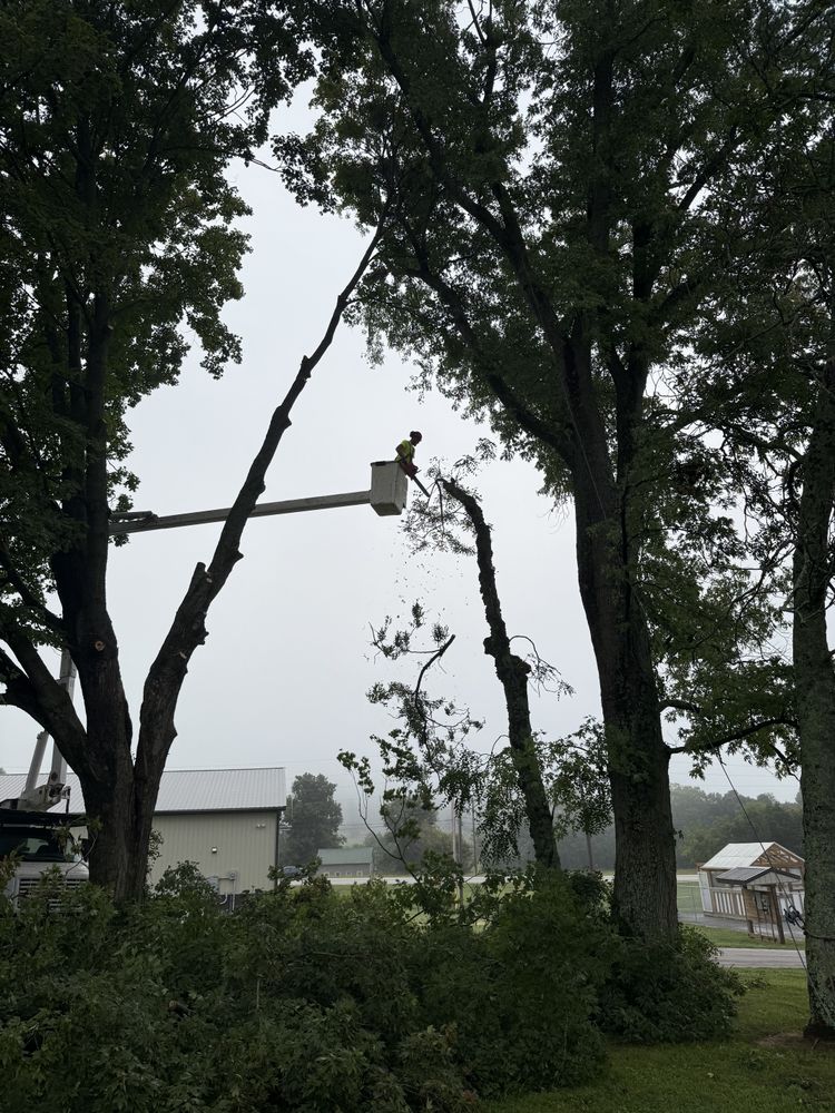 All Photos for Lightning Tree Service in Corydon, IN