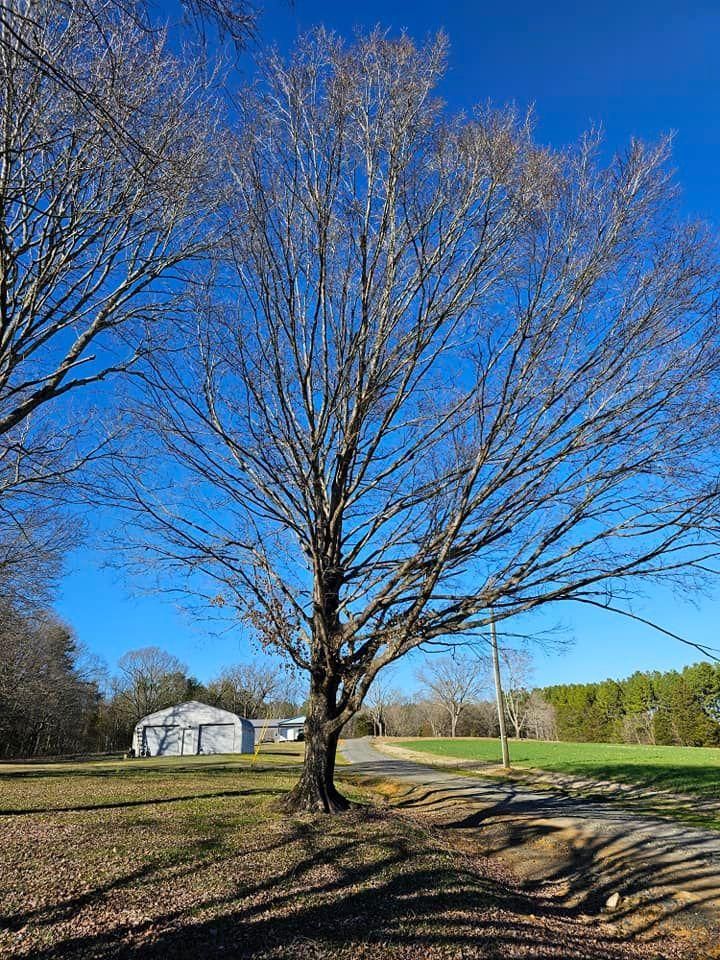 All Photos for Preserve A Tree LLC in  Mount Pleasant, North Carolina