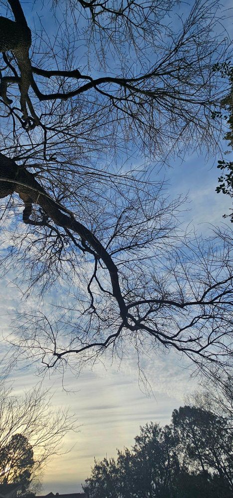 All Photos for Servin's Tree Care  in Houston, TX