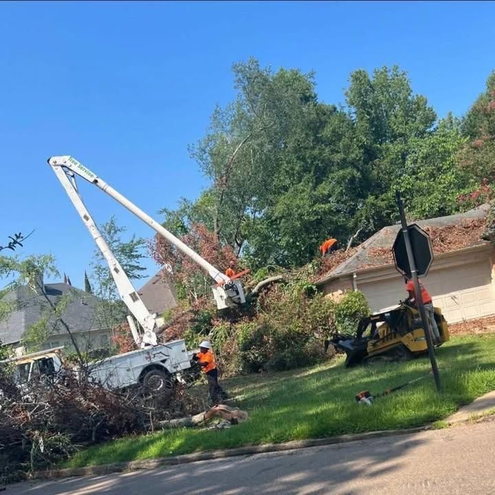 All Photos for Action Tree & Debris Removal in Jackson,  MS