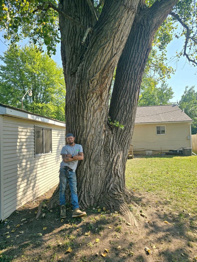 All Photos for D Hale Tree Service in Ann Arbor, MI