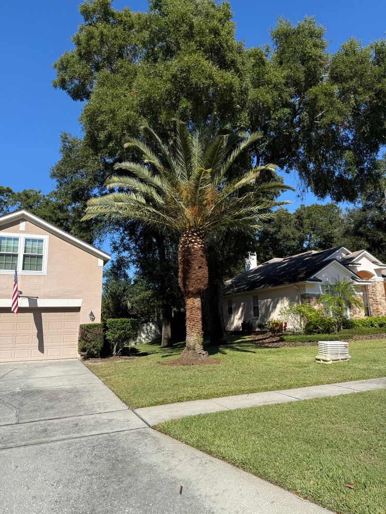 All Photos for Amerigrown Tree And Lawn in Apopka, FL