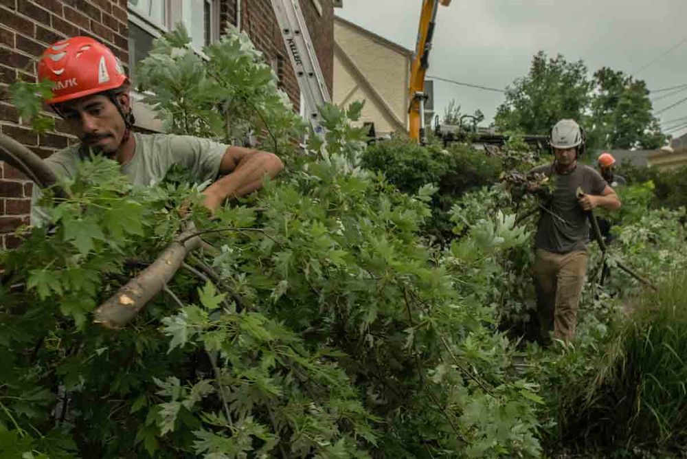 Tree Removal for Forester Tree Care in Tool,  TX