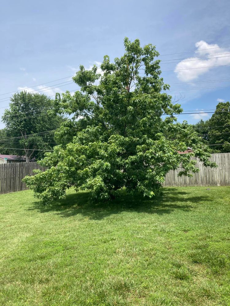Tree Removal for Logan Tree Care LLC in Springfield, MO