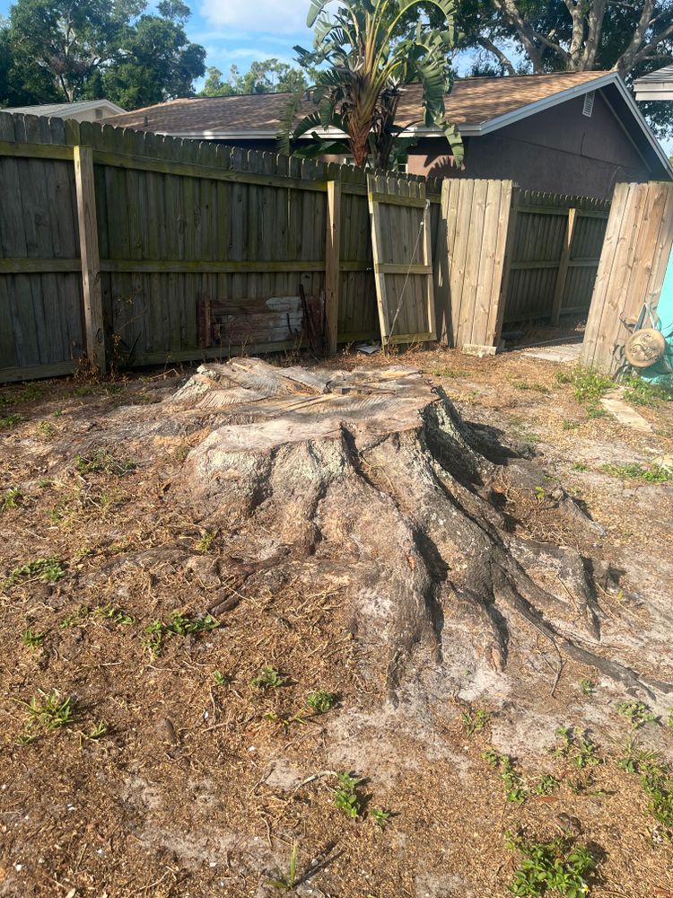All Photos for Busy Beaver Stump Removal, Inc in Clearwater, FL