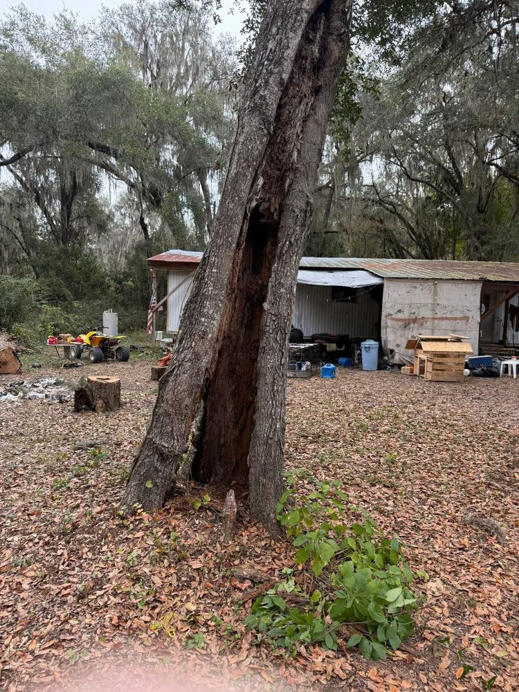 All Photos for All Around Guys Tree Service in Ocala, FL