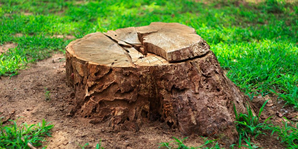 Our Tree Removal service ensures safe, efficient removal of unwanted or hazardous trees from your property, enhancing safety and aesthetic appeal while minimizing disruption to your landscape. Certified professionals handle every project. for Gallardos Forestry Tree Service in Bakersfield, CA