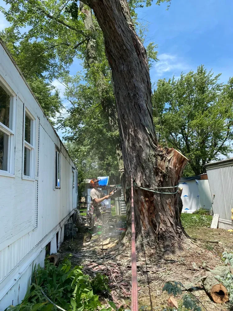 Safe, professional tree removal following ANSI A300 standards. We remove hazardous, dead, or unwanted trees with precision, protecting your property and landscape while leaving the site clean and ready for what’s next. for Highborn Tree Service in Wheatfield, IN
