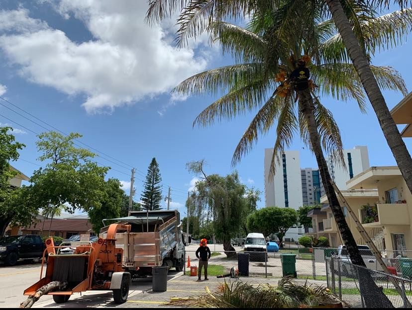 All Photos for Sam's Tree Service in Miami Beach,  FL