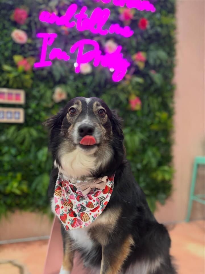 All Photos for Sweet Pearl's Ice Cream in Garland, TX