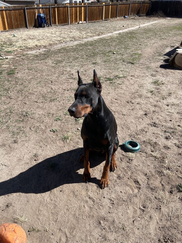 It's really about the pets we meet along the way... for Mr. Pipe Dreams LLC in Colorado Springs, CO