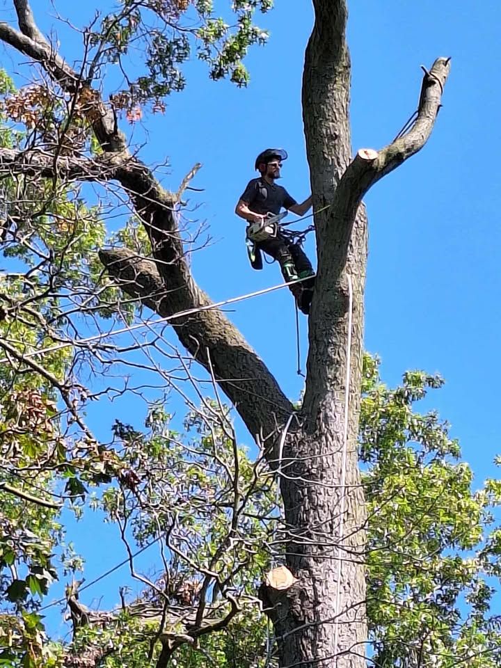 All Photos for Highborn Tree Service in Wheatfield, IN