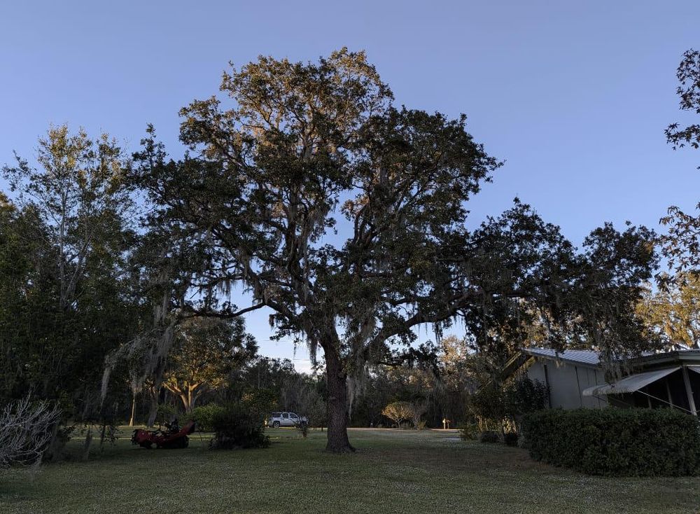 All Photos for Regal Tree Service and Stump Grinding in Wauchula, FL