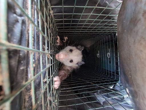 All Photos for Topper's Wildlife Removal in Garland, TX