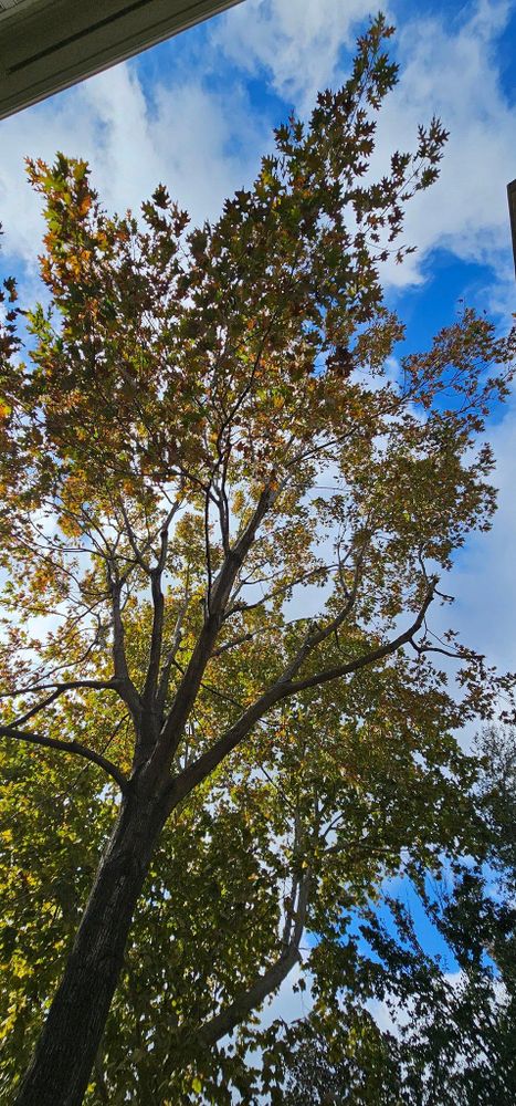 All Photos for Servin's Tree Care  in Houston, TX