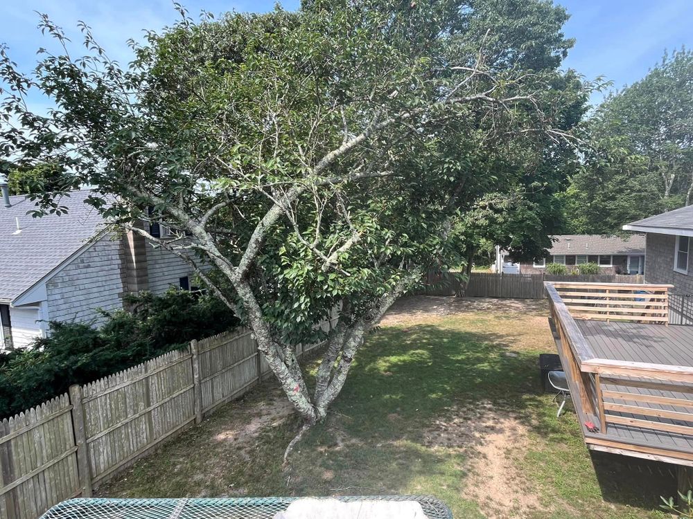 All Photos for Native Roots Tree Service in Falmouth, MA