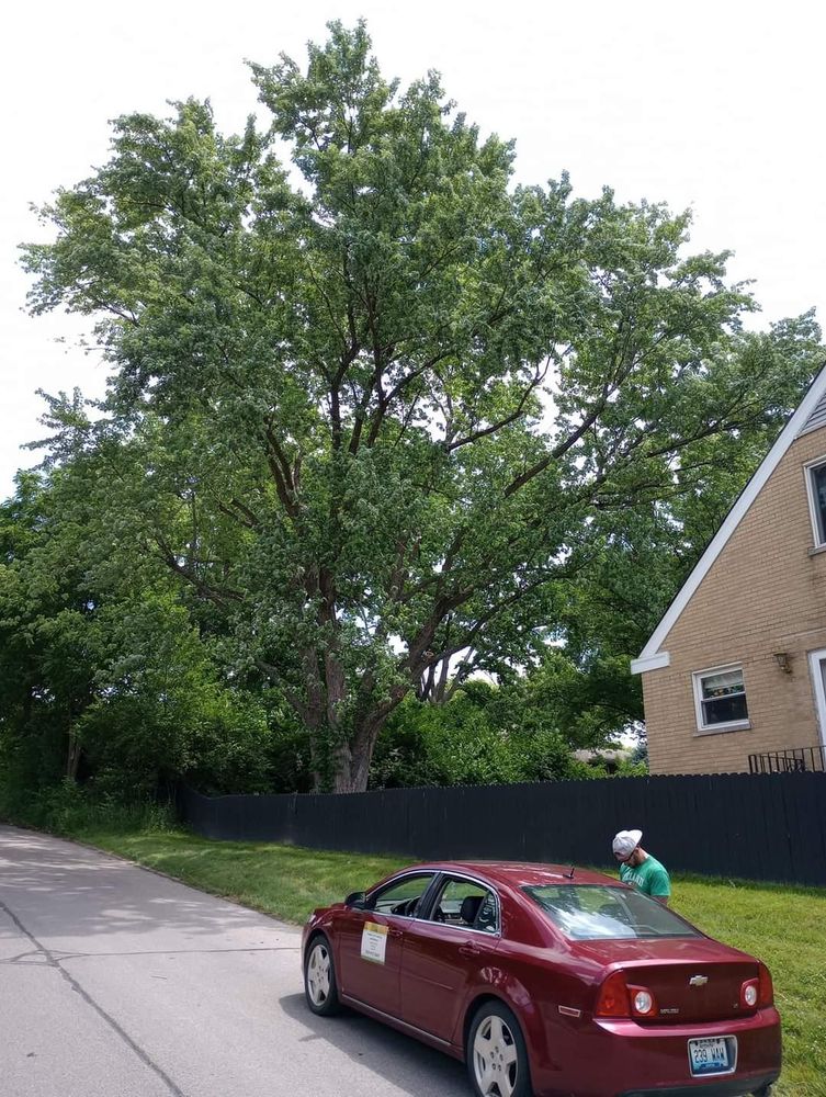 All Photos for Kingdom Tree Trimming and Removal LLC in Covington, KY