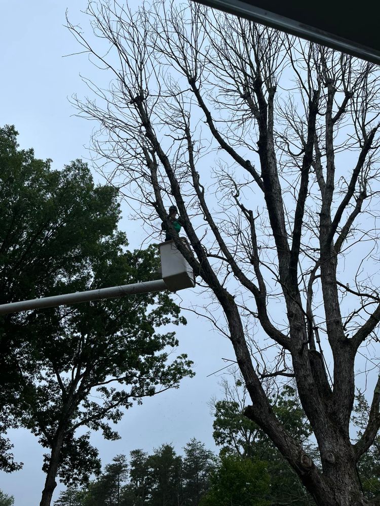 Our professional tree trimming service enhances your home's curb appeal, promotes healthy growth, and ensures safety by expertly shaping trees and removing hazardous branches for a beautiful and worry-free landscape. for Etherton’s Tree Service in Quinton, NJ