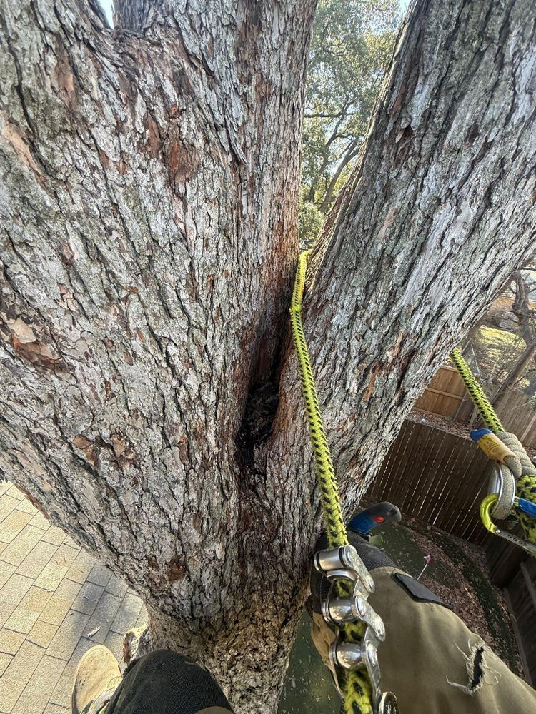 All Photos for Blu-J Tree Care in Arlington, TX