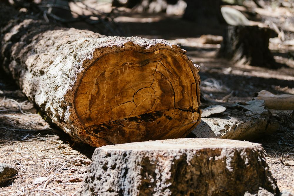 Our stump removal service efficiently clears unwanted stumps to enhance your landscape, complementing our comprehensive offerings. Trust us for all landscaping needs including snow removal during winter months. for Gregg Yard Maintenance in Paradise, CA
