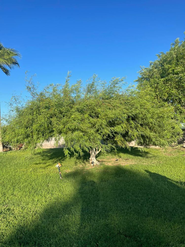 All Photos for Oliver L. Palm & Tree services in Yuma County, AZ