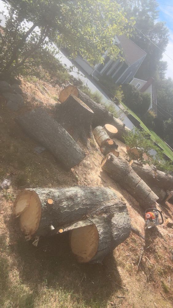 All Photos for Dwights Tree Service LLC in Middleborough, MA