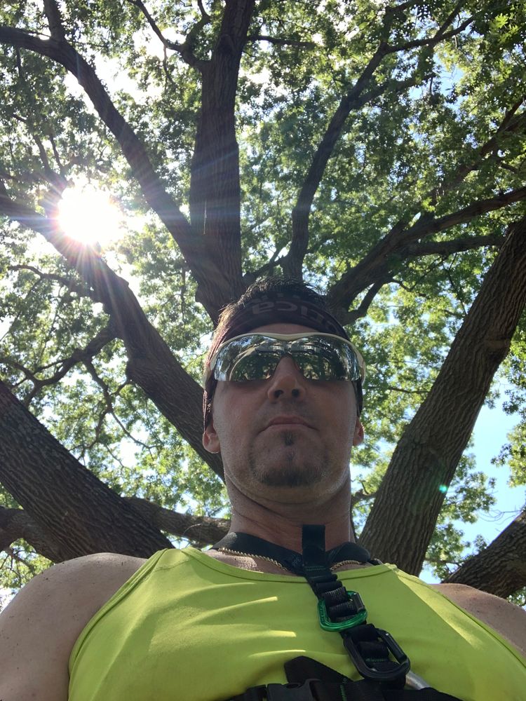 All Photos for TLC Professional Tree Service in Bedford, TX