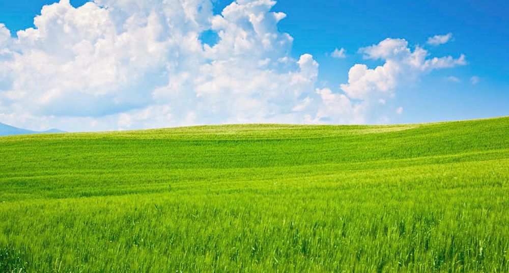 Land Clearing for RTK Co. Land Management in Raymond, MN