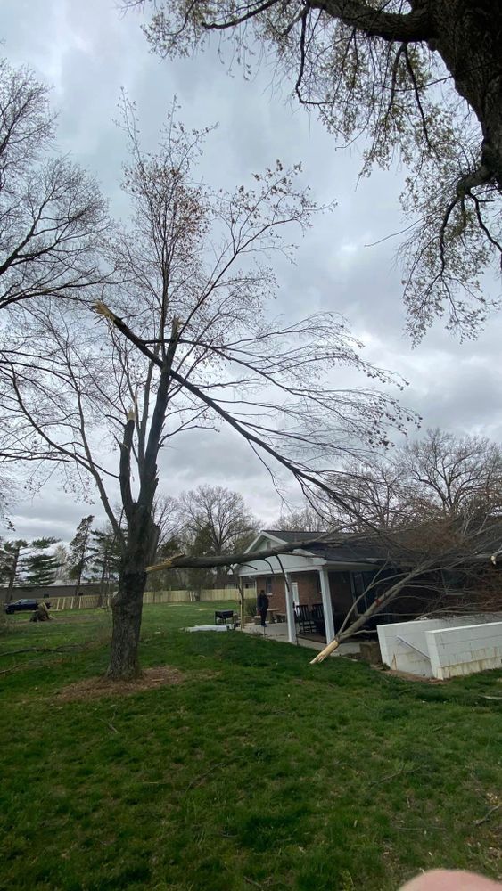 Tree Removal for SMITHs Tree Service in Columbus, IN