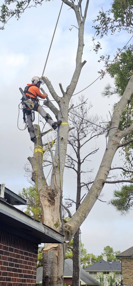 All Photos for Servin's Tree Care  in Houston, TX