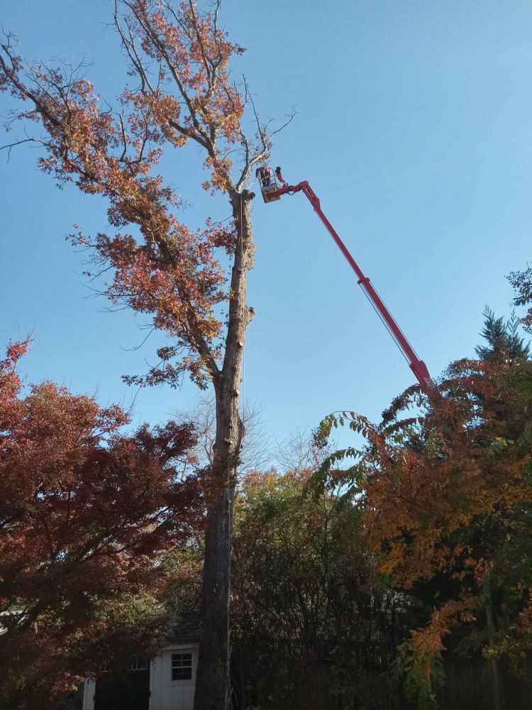 All Photos for Smith Tree Experts in Palmyra, VA