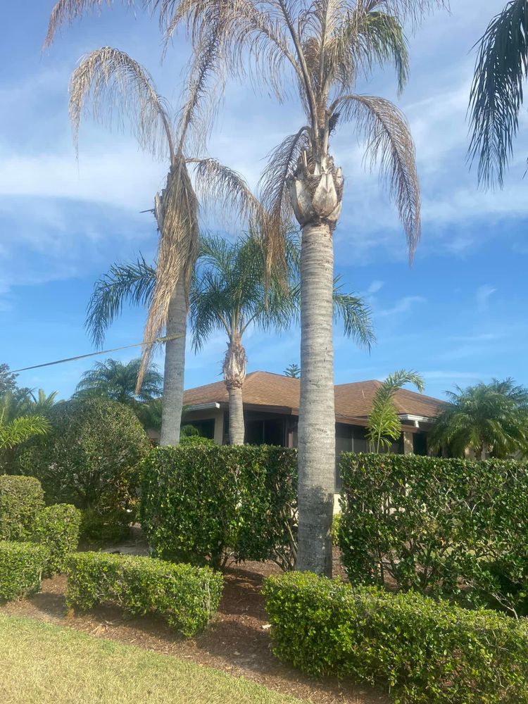 All Photos for Efficient and Reliable Tree Service in Lake Wales, FL