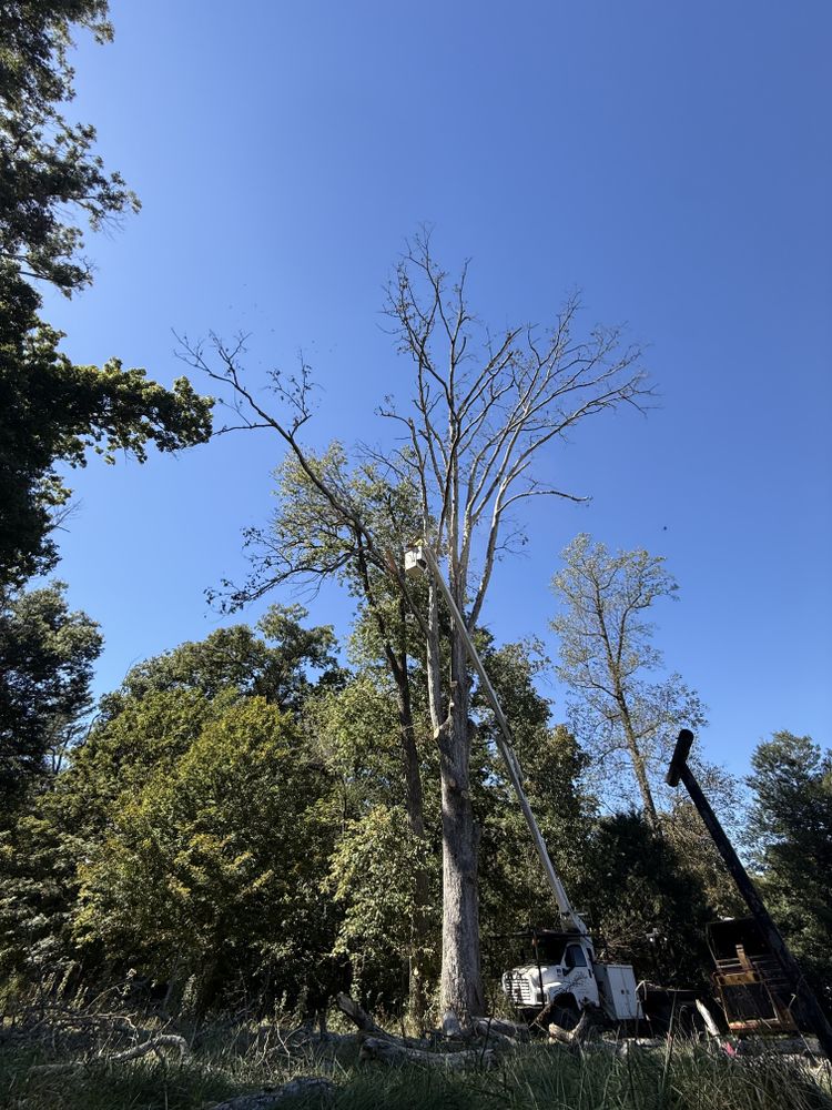 All Photos for Lightning Tree Service in Corydon, IN