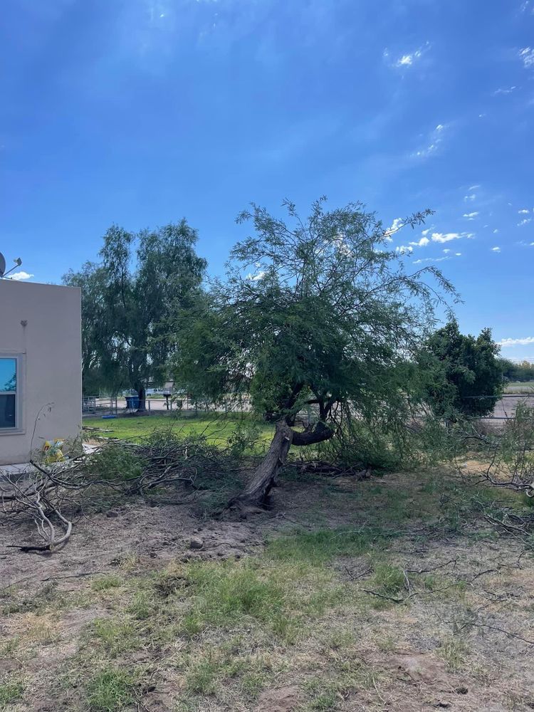 All Photos for Oliver L. Palm & Tree services in Yuma County, AZ