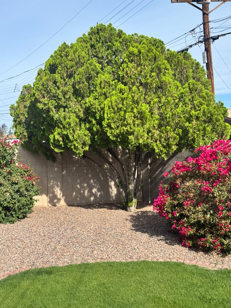 All Photos for Patriot Tree Service in Mesa, AZ