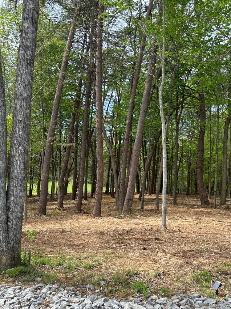 All Photos for Z's Land Management & Forestry Mulching in Smithville, TN