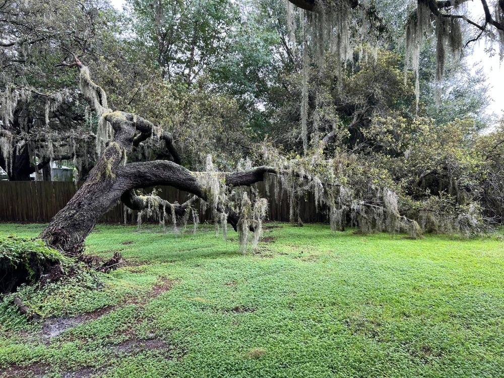 Lawn Maintenance for Duck's Lawn & Tree Service, LLC. in Lakeland, FL