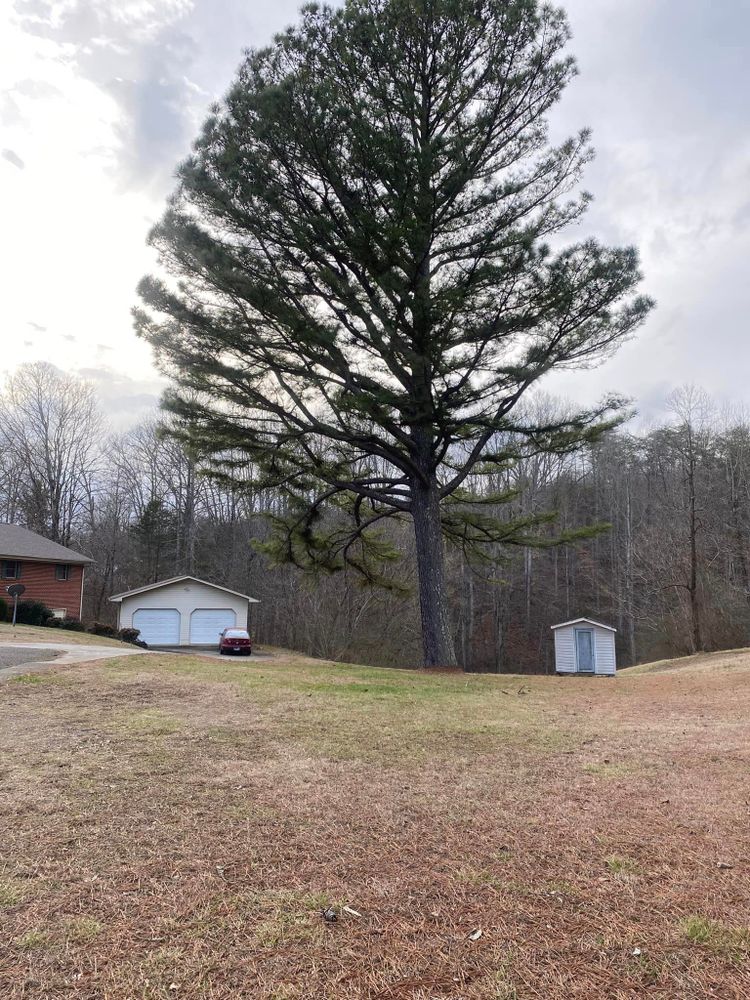 Tree Removal for Lance Tree Service in Tellico Plains ,  TN