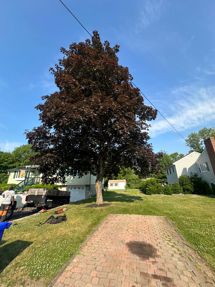 Tree Removal for Leaf and Limb in Townsend, MA