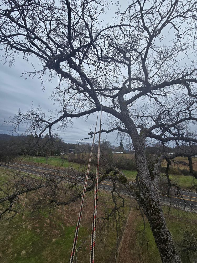 All Photos for Terra Heights Tree Experts & Landscaping  in Grass Valley,  CA