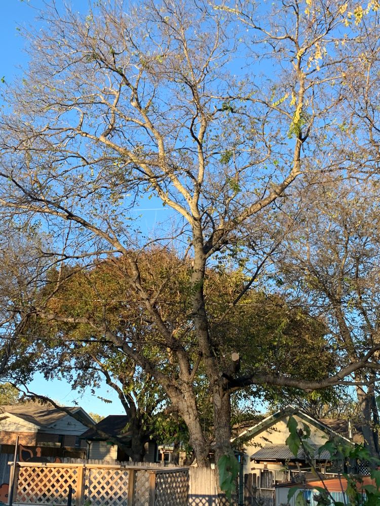 All Photos for TLC Professional Tree Service in Bedford, TX