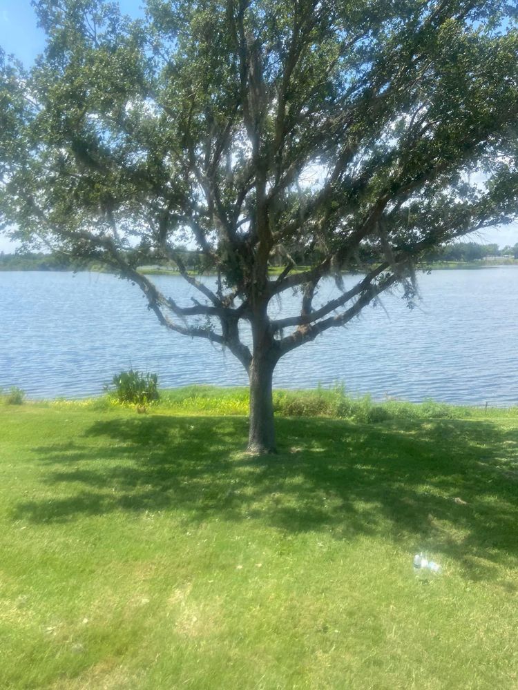 Fall and Spring Clean Up for Efficient and Reliable Tree Service in Lake Wales, FL