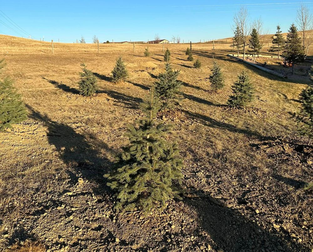 Our Dirt Work service enhances your landscaping project by preparing the ground for tree planting, ensuring proper soil stability and drainage for healthy tree growth in your residential property. for Griff Skid Steer Services in Gillette, WY