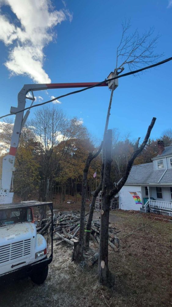 All Photos for Dwights Tree Service in Middleborough, MA