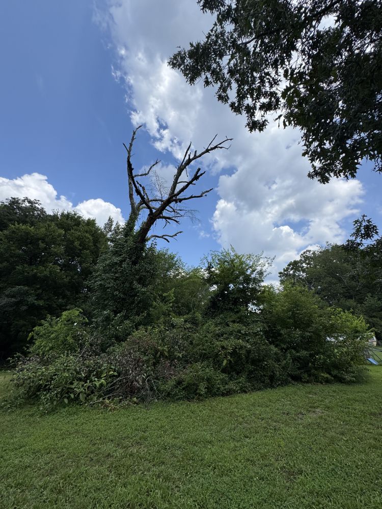 All Photos for Rawls Tree Care in Richmond, VA