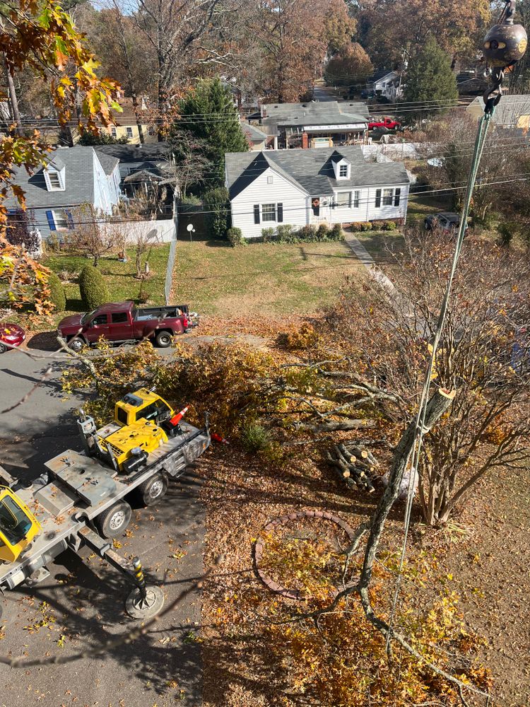All Photos for Rawls Tree Care in Richmond, VA