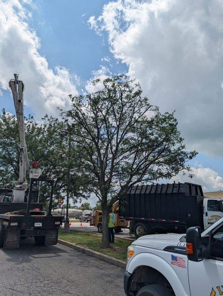 All Photos for Lightning Tree Service in Corydon, IN