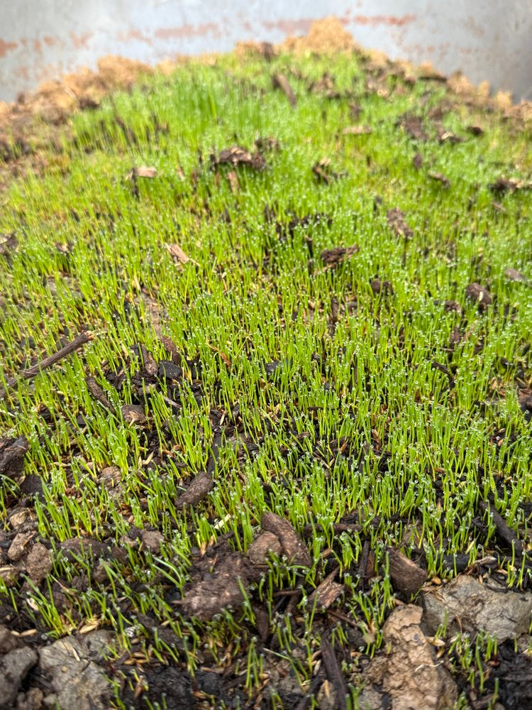 All Photos for Elite Lawn Care Solutions in Leavenworth, KS