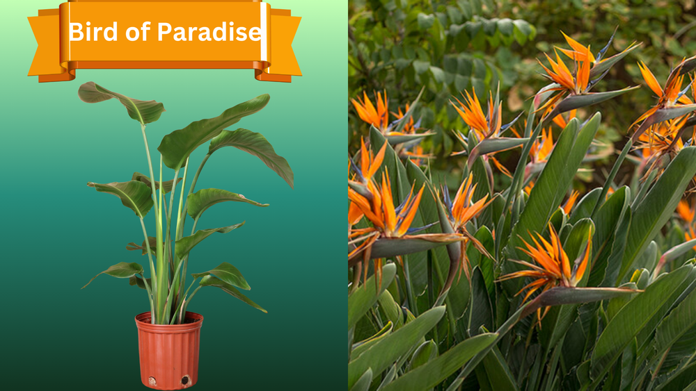 Plant Samples for R.B. & Company in Belleview, FL