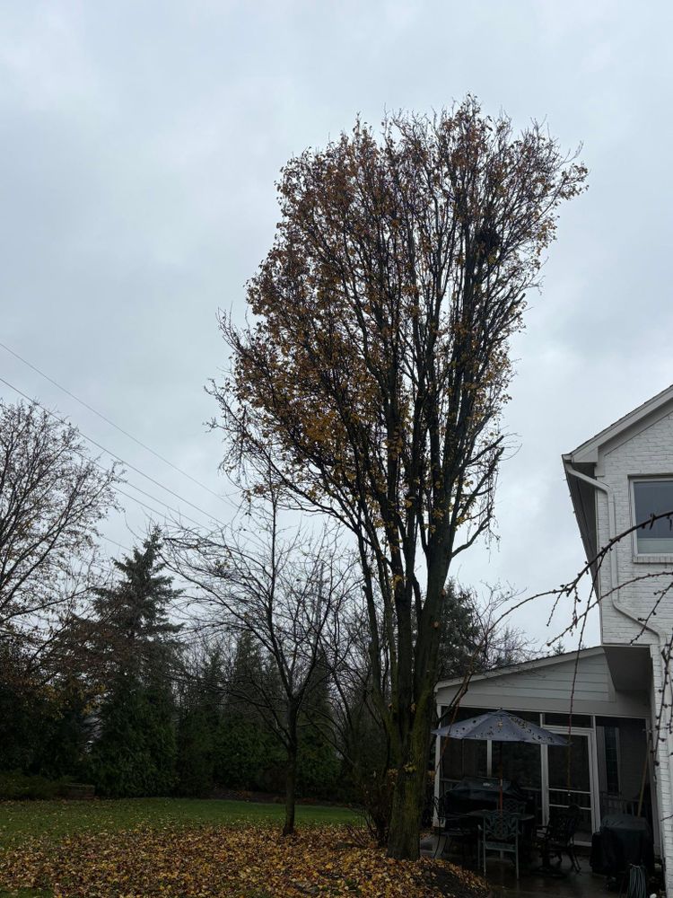 All Photos for Dig-It Tree Company in Mason, OH